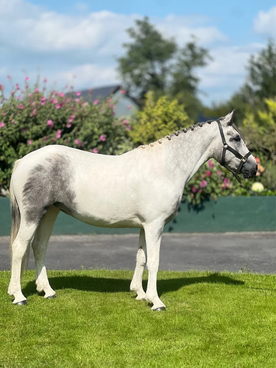 💙🤍Gorgeous blue and white mare 🤍💙 - Image 1