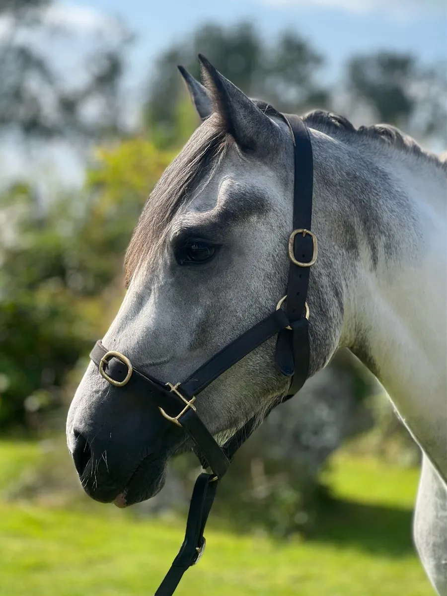 💙🤍Gorgeous blue and white mare 🤍💙 - Image 2