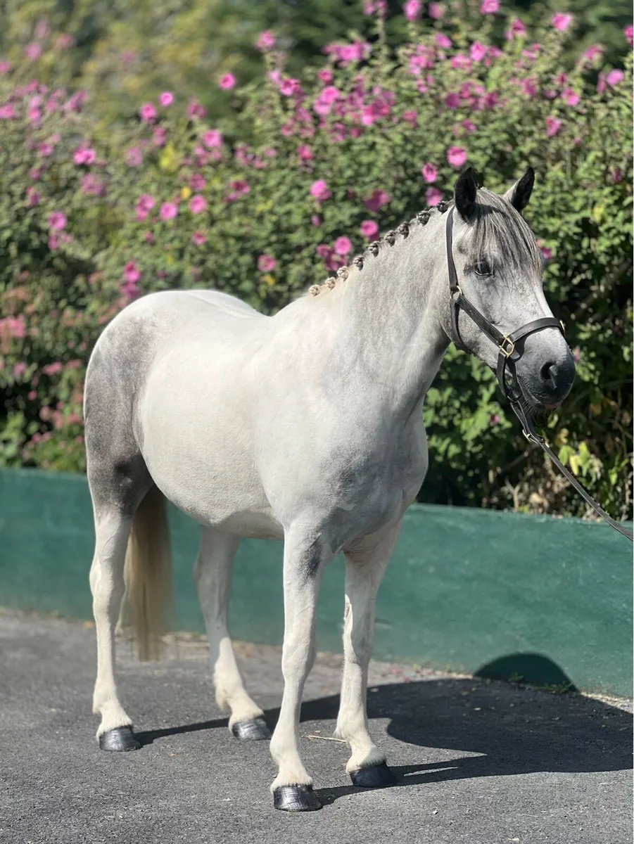 💙🤍Gorgeous blue and white mare 🤍💙 - Image 3