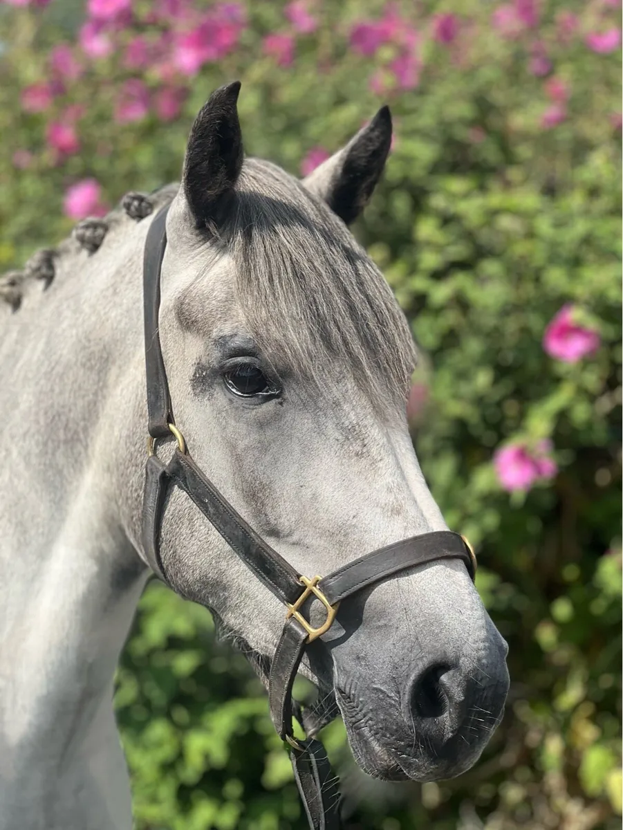 💙🤍Gorgeous blue and white mare 🤍💙 - Image 4