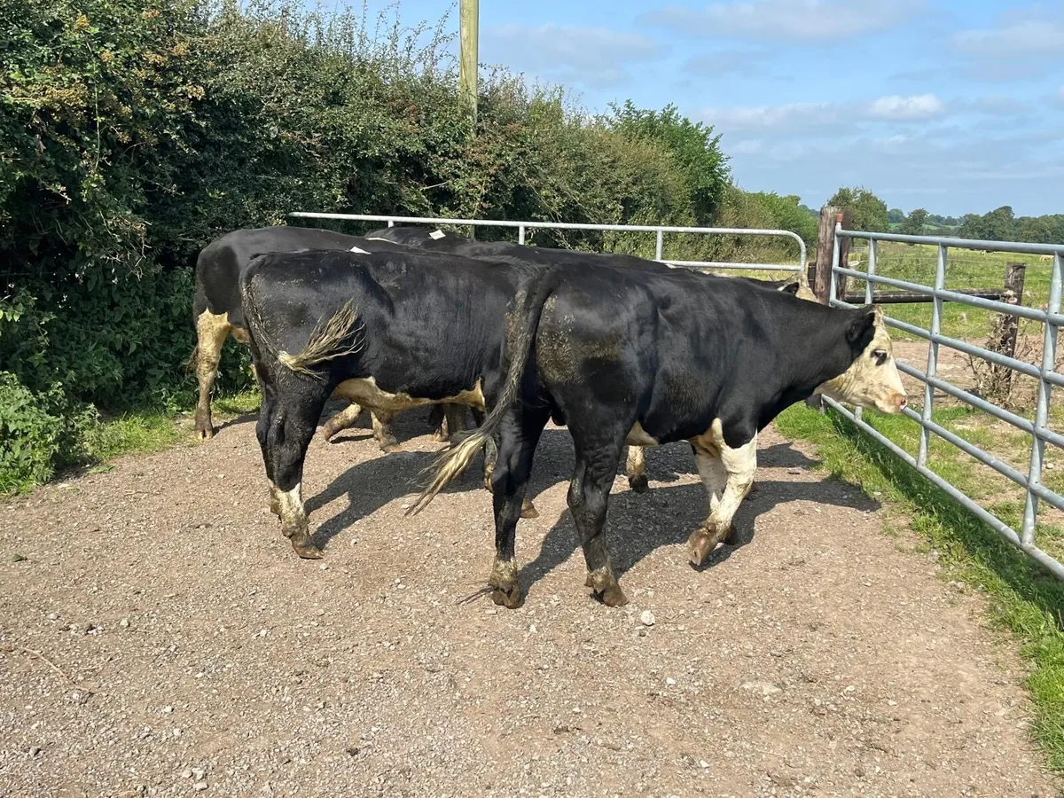 6 super  500 kg Hereford bullocks - Image 1