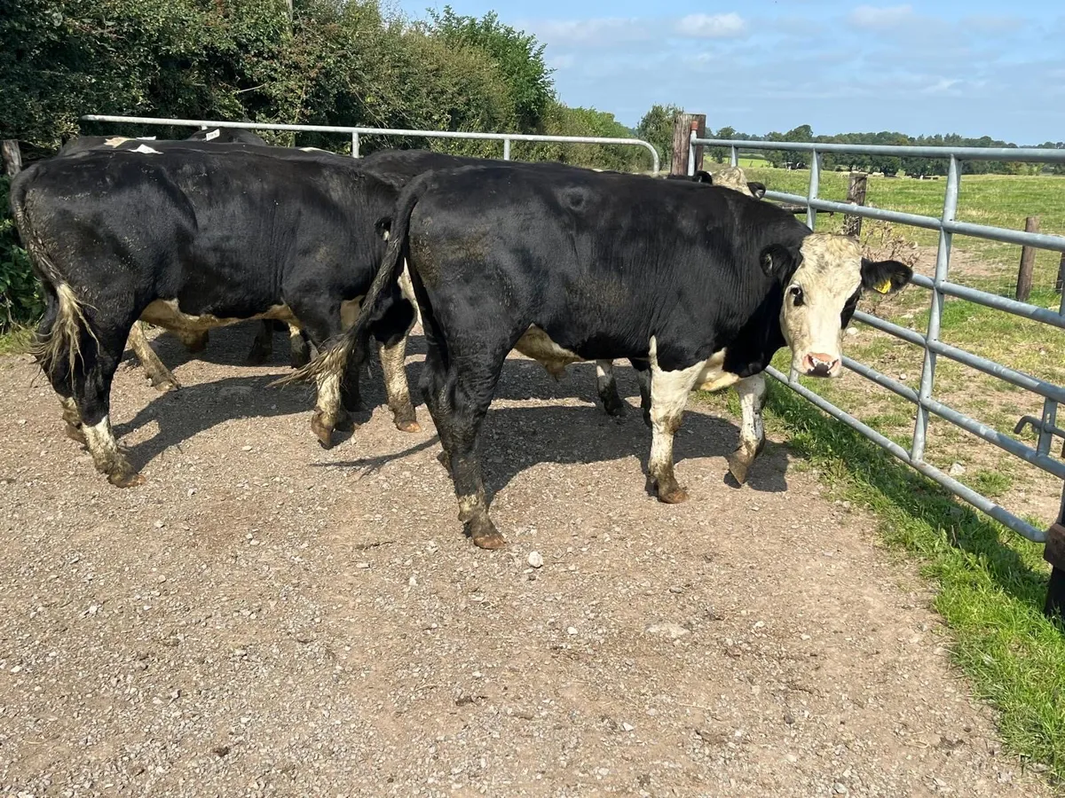 6 super  500 kg Hereford bullocks - Image 2