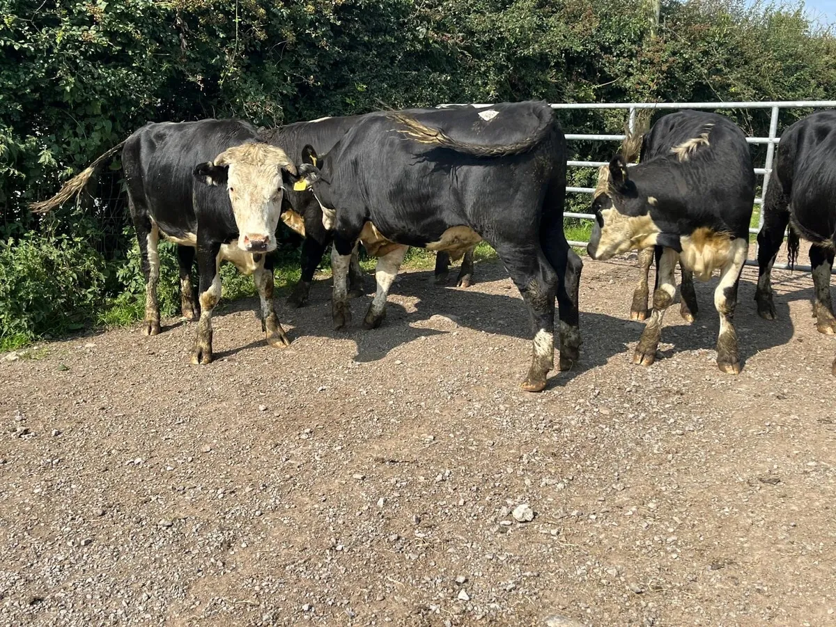 6 super  500 kg Hereford bullocks - Image 3