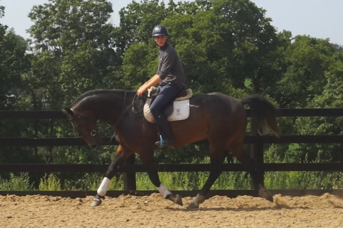 🌟 Stunning 16.2 Connemara X 🌟 - Image 1