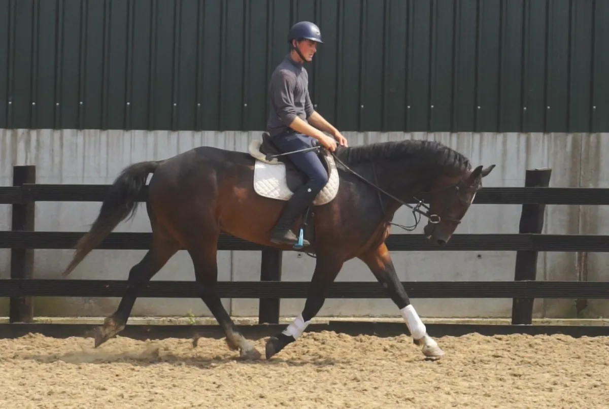 🌟 Stunning 16.2 Connemara X 🌟 - Image 2