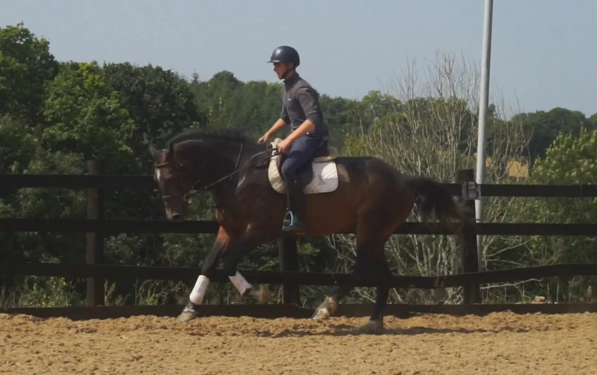 🌟 Stunning 16.2 Connemara X 🌟 - Image 3