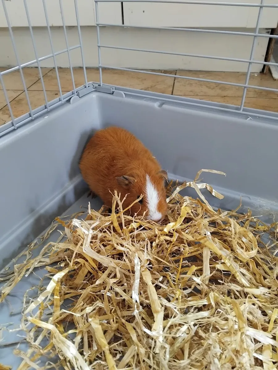 Indoor cage with female guineapig - Image 1