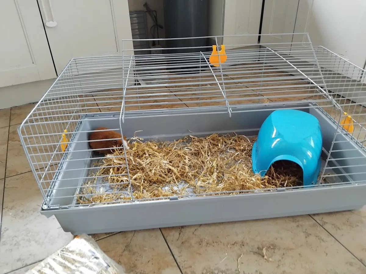 Indoor cage with female guineapig - Image 2