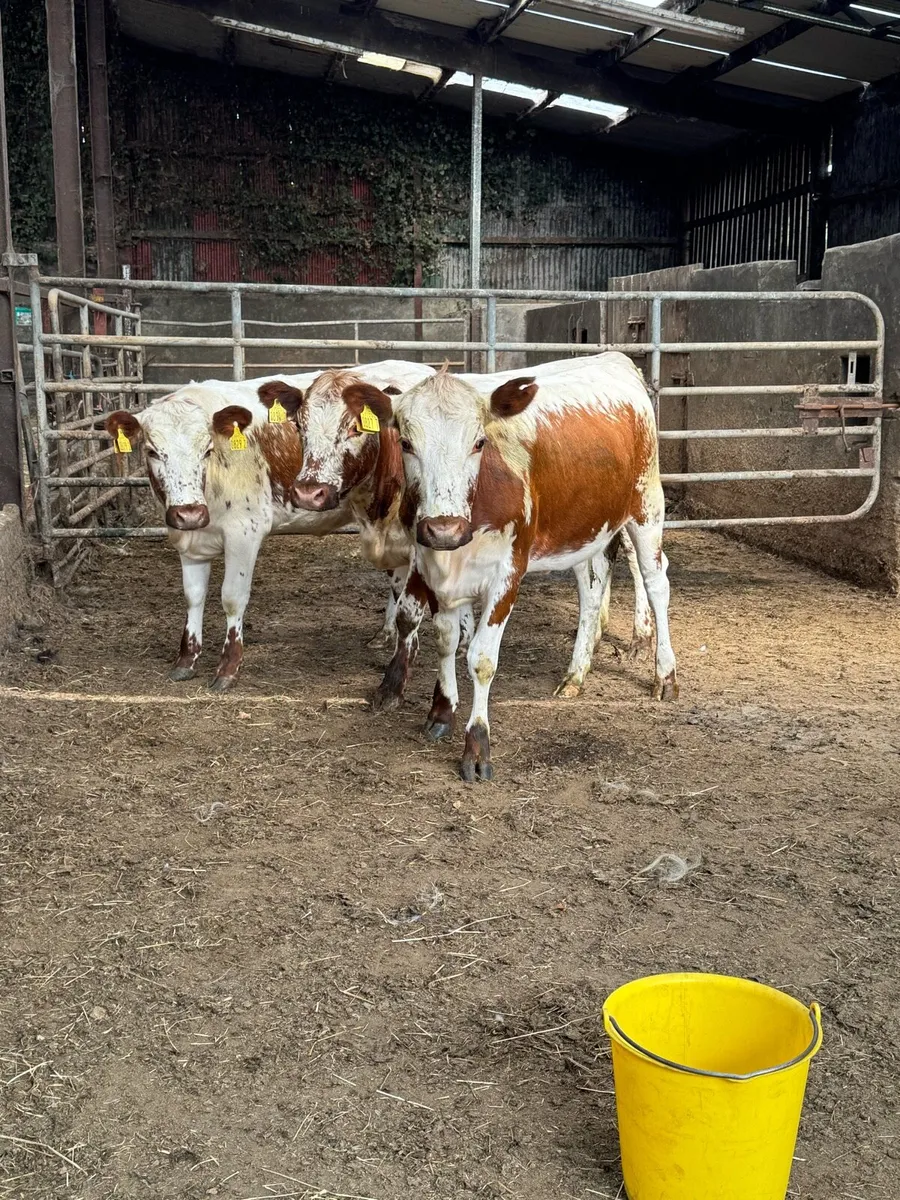 3 pure bred Irish Moile heifers - Image 1