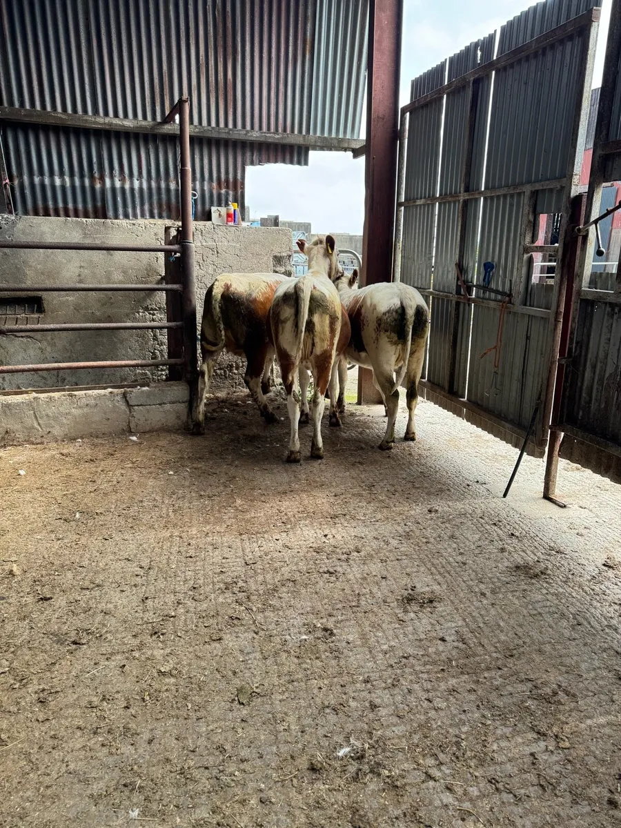 3 pure bred Irish Moile heifers - Image 2