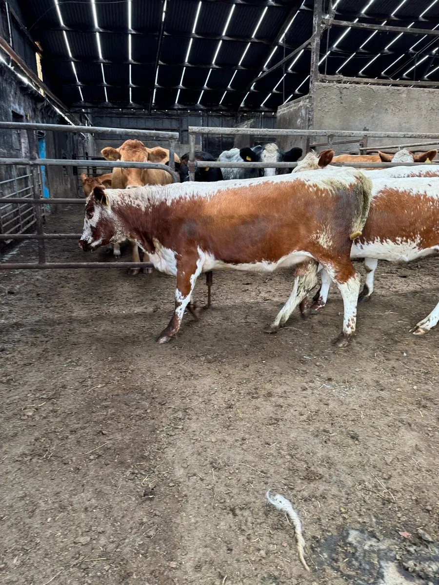 3 pure bred Irish Moile heifers - Image 3