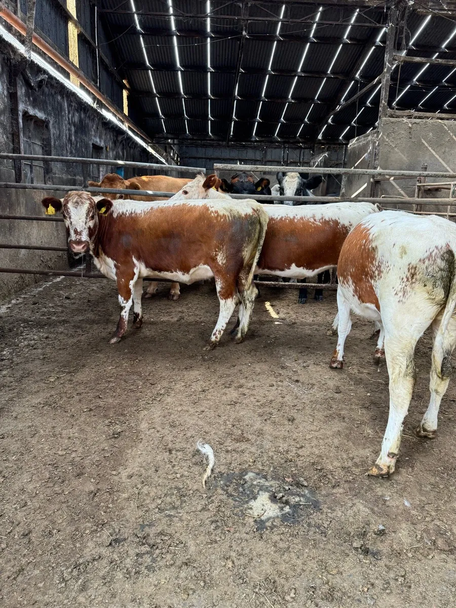 3 pure bred Irish Moile heifers - Image 4