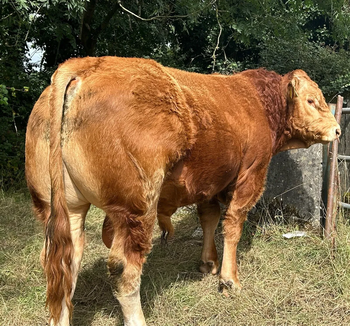 PBR Limousin Bull 17 months - Image 2
