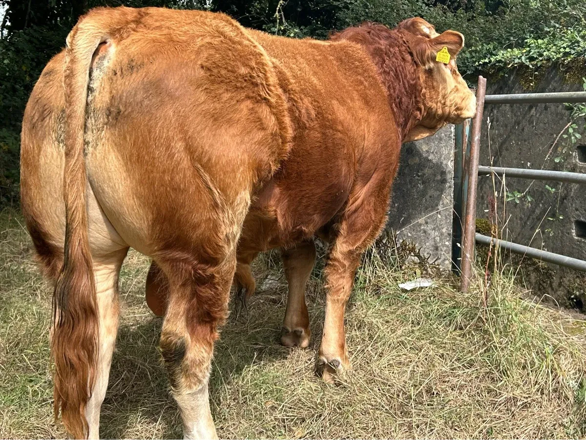 PBR Limousin Bull 17 months - Image 1