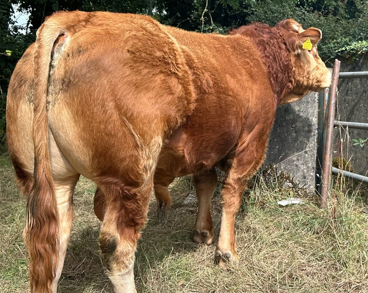 PBR Limousin Bull 17 months - Image 3
