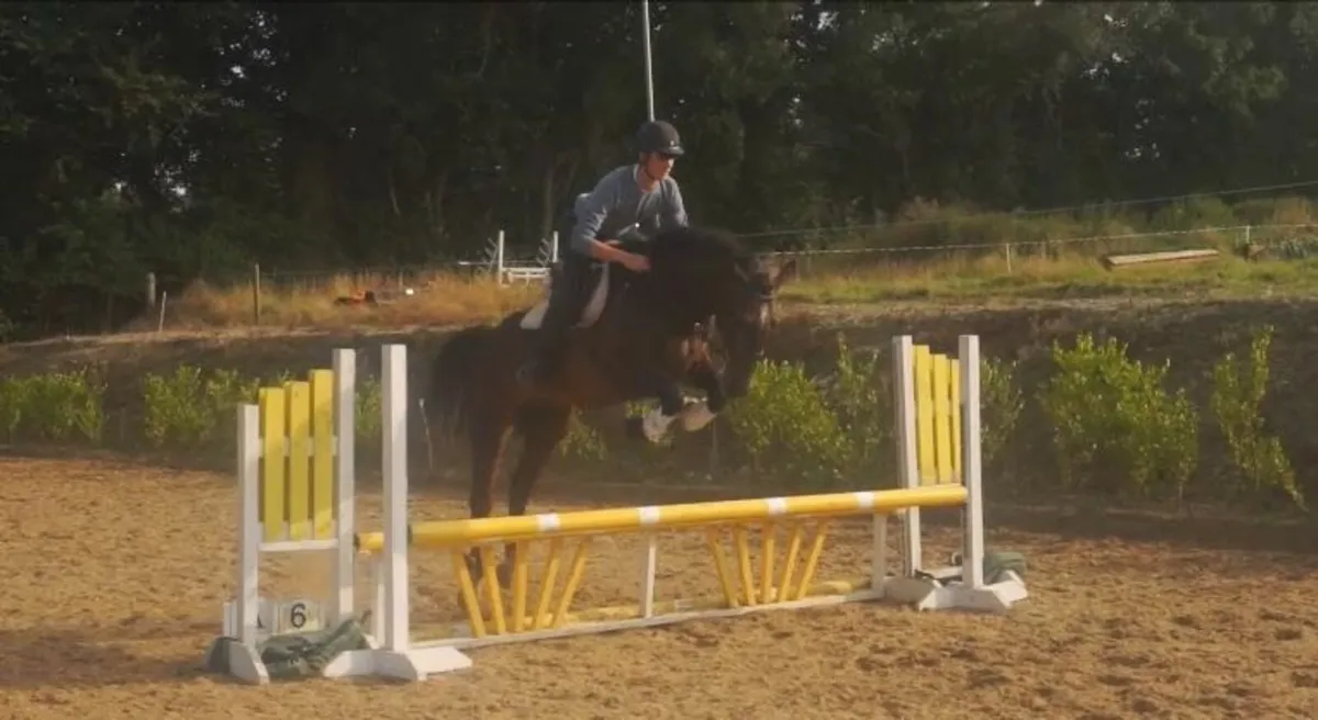 🌟 Stunning 16.2 Connemara X 🌟 - Image 4