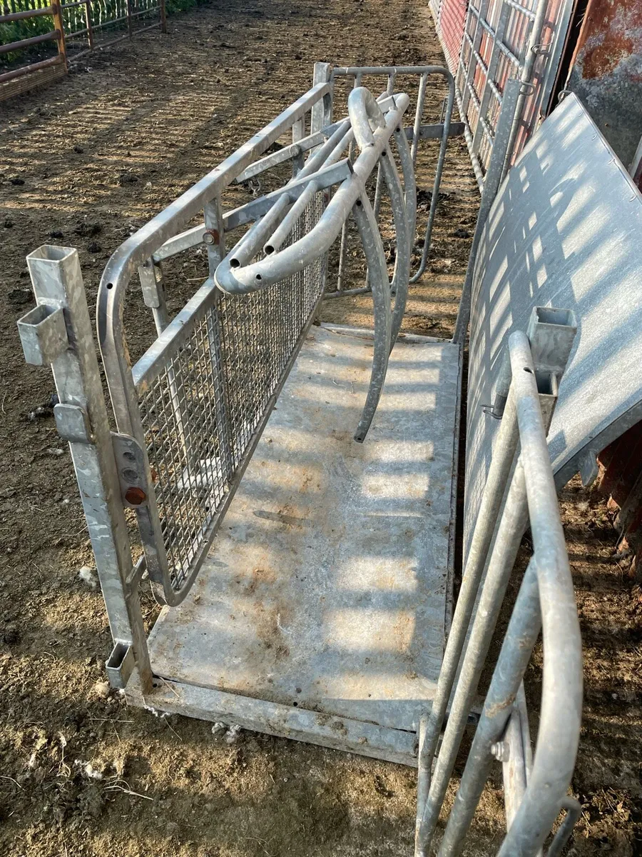 Sheep turn over,roll over Crete - Image 1