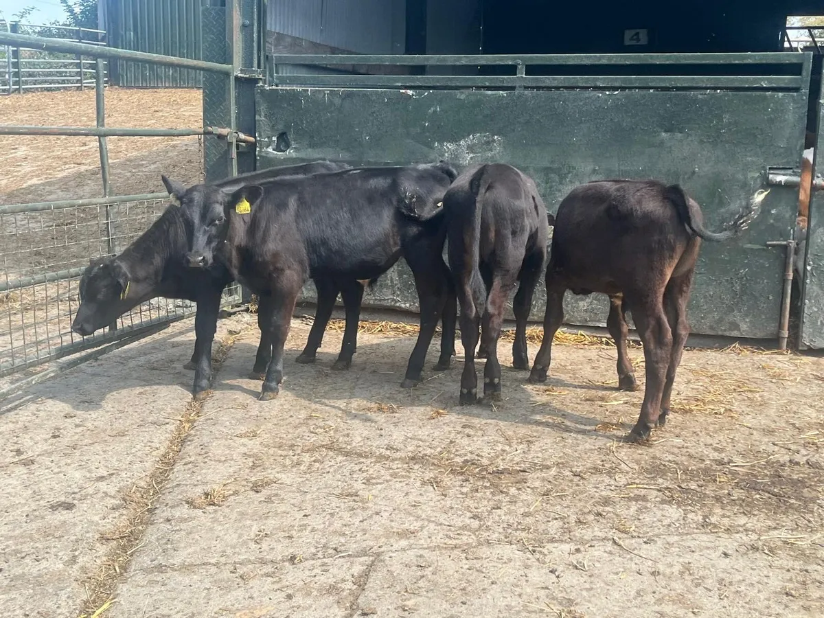 4 super  Angus bull runners - Image 1
