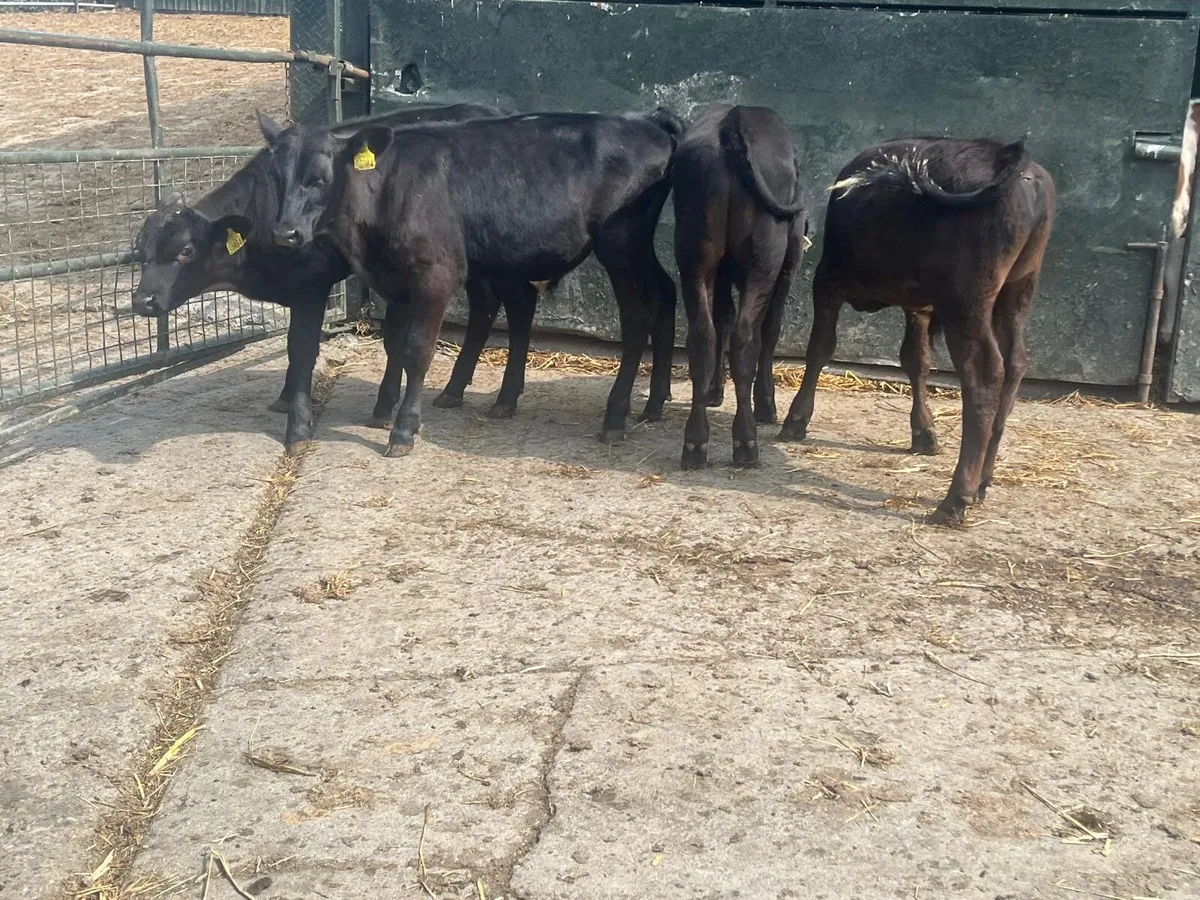 4 super  Angus bull runners - Image 2