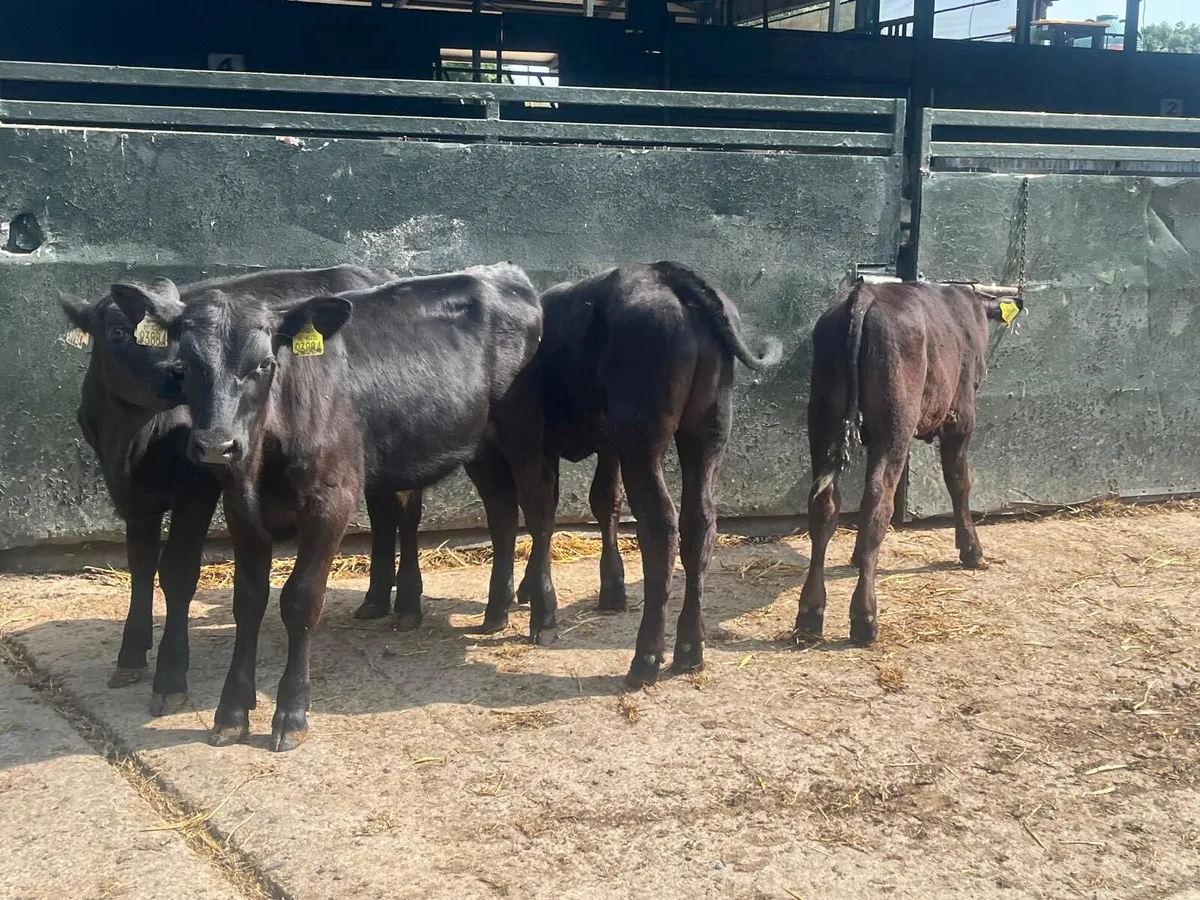 4 super  Angus bull runners - Image 3