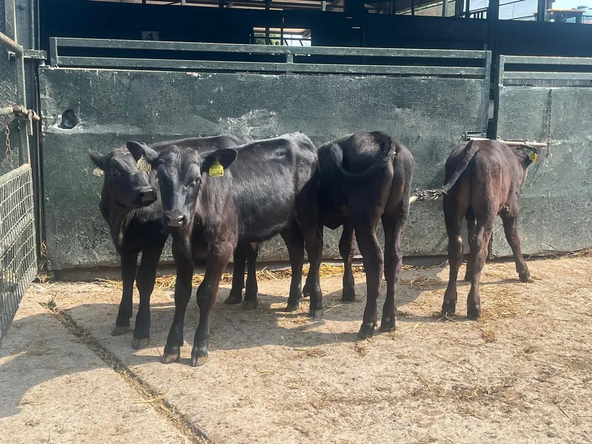 4 super  Angus bull runners - Image 4