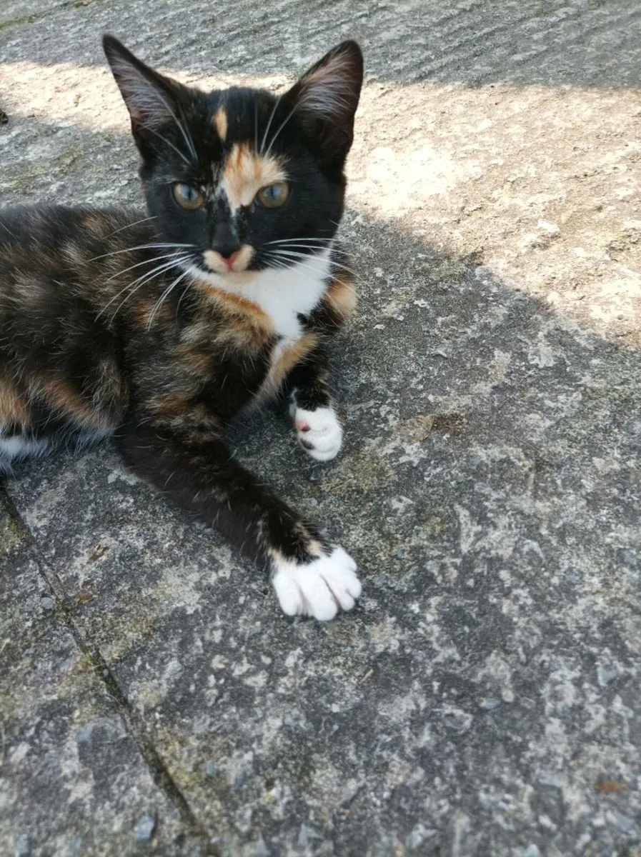 Kittens - Image 3