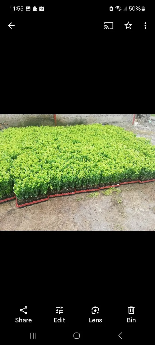 Box Hedging - Image 2
