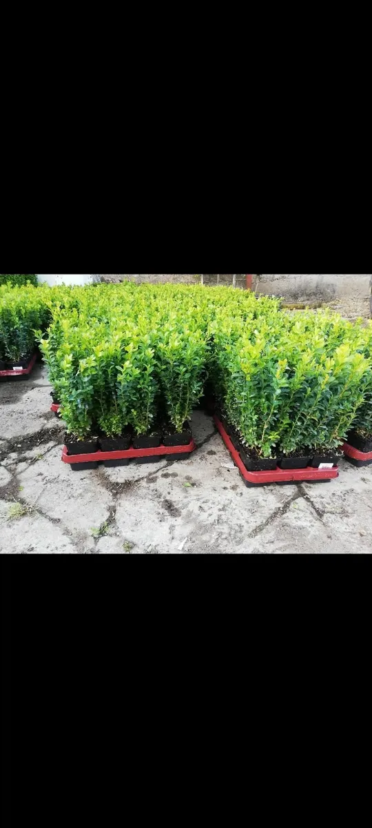 Box Hedging - Image 3