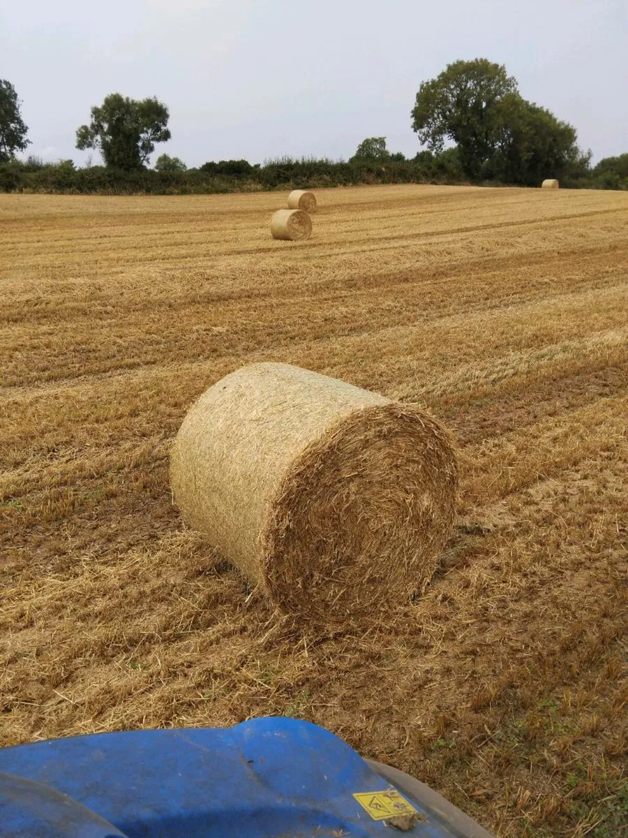 Straw for sale