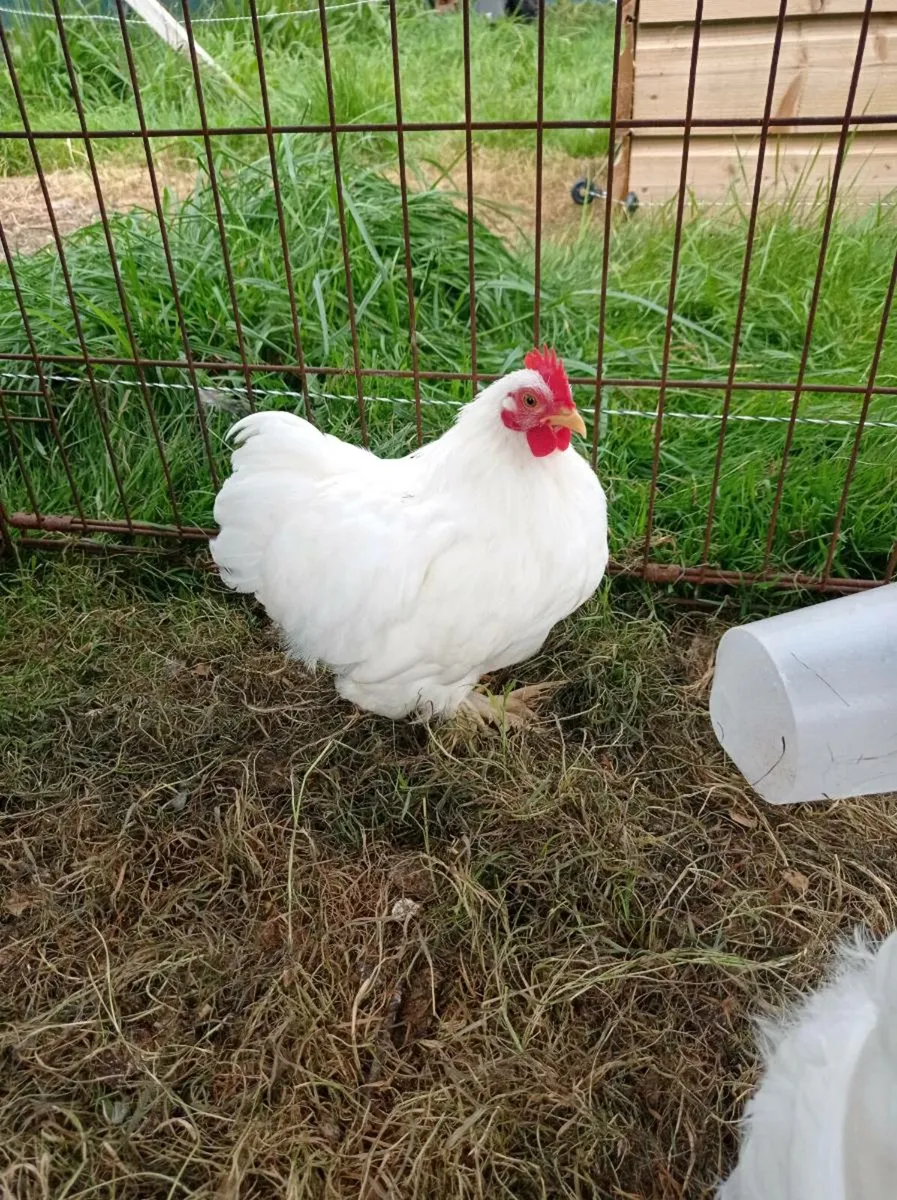 Pekin Bantam pair - Image 1