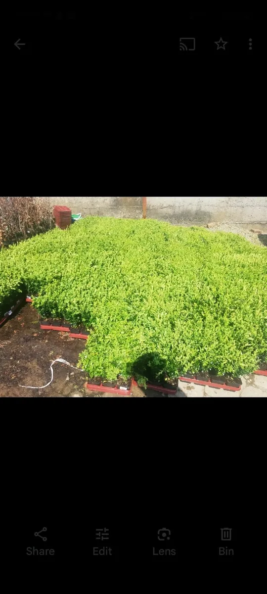 Box Hedging - Image 1