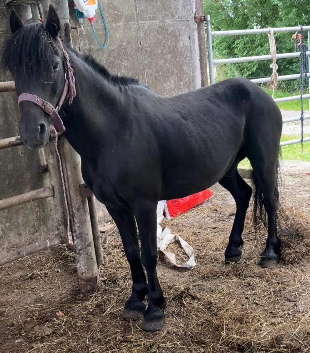 Selection of Ponies - Image 2