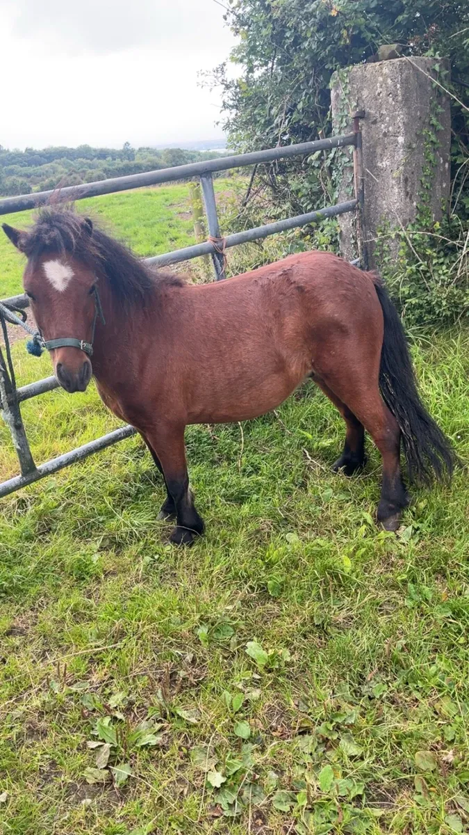 Selection of Ponies - Image 3
