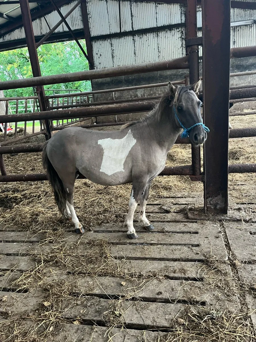 Selection of Ponies - Image 4
