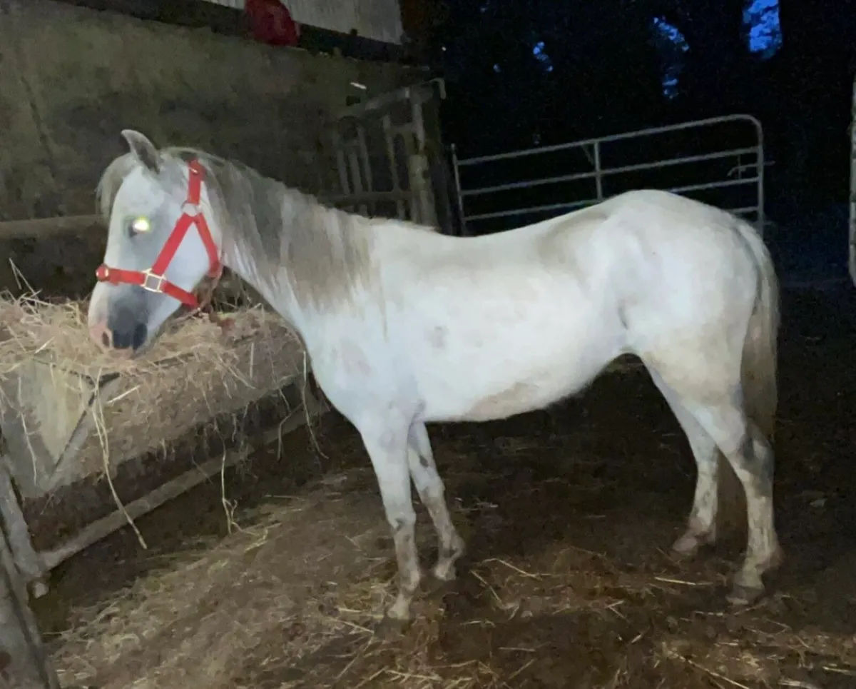 Selection of Ponies - Image 1