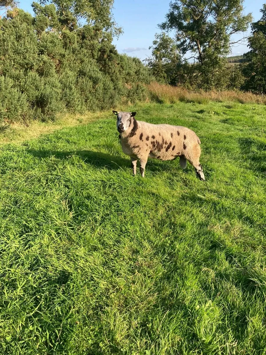 SIS Rouge & Dutch Spotted Rams - Image 1