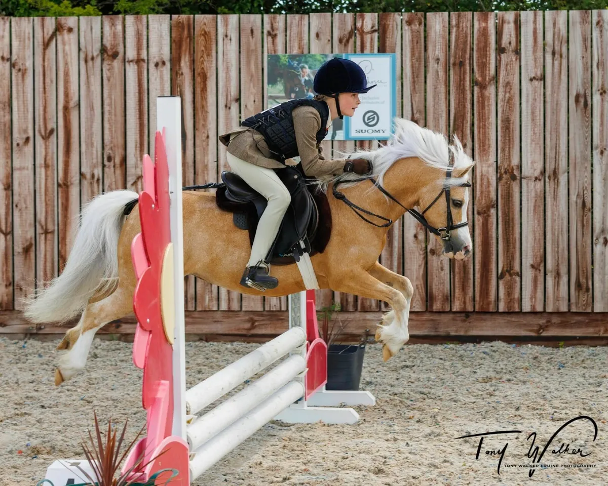 School master Mare - Image 1