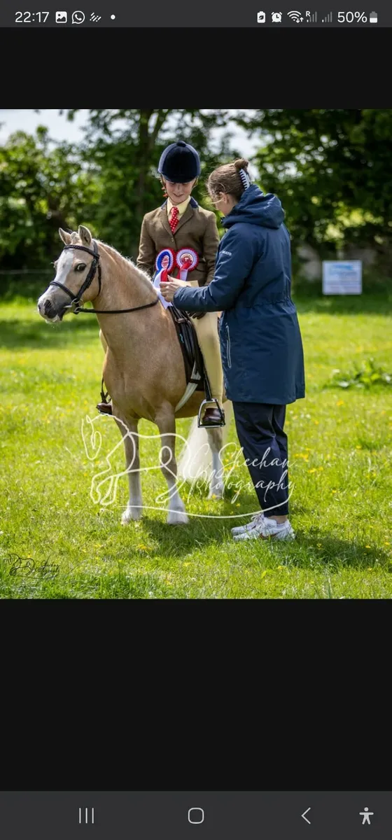 School master Mare - Image 2