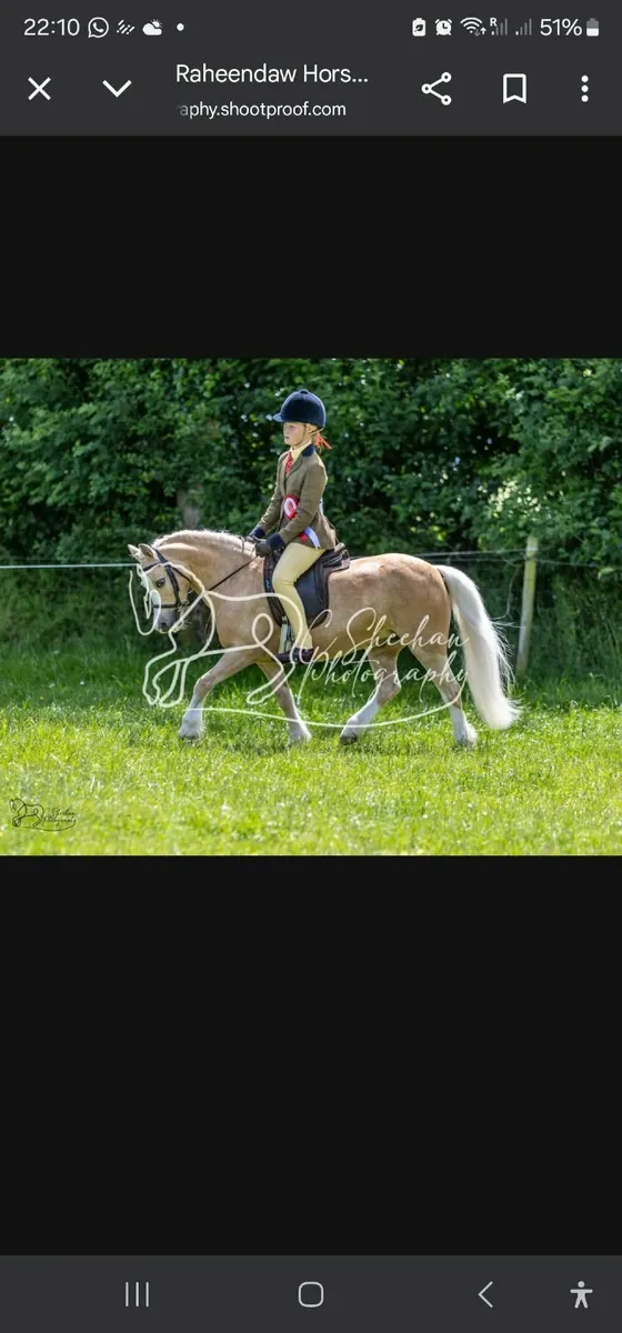 School master Mare - Image 3