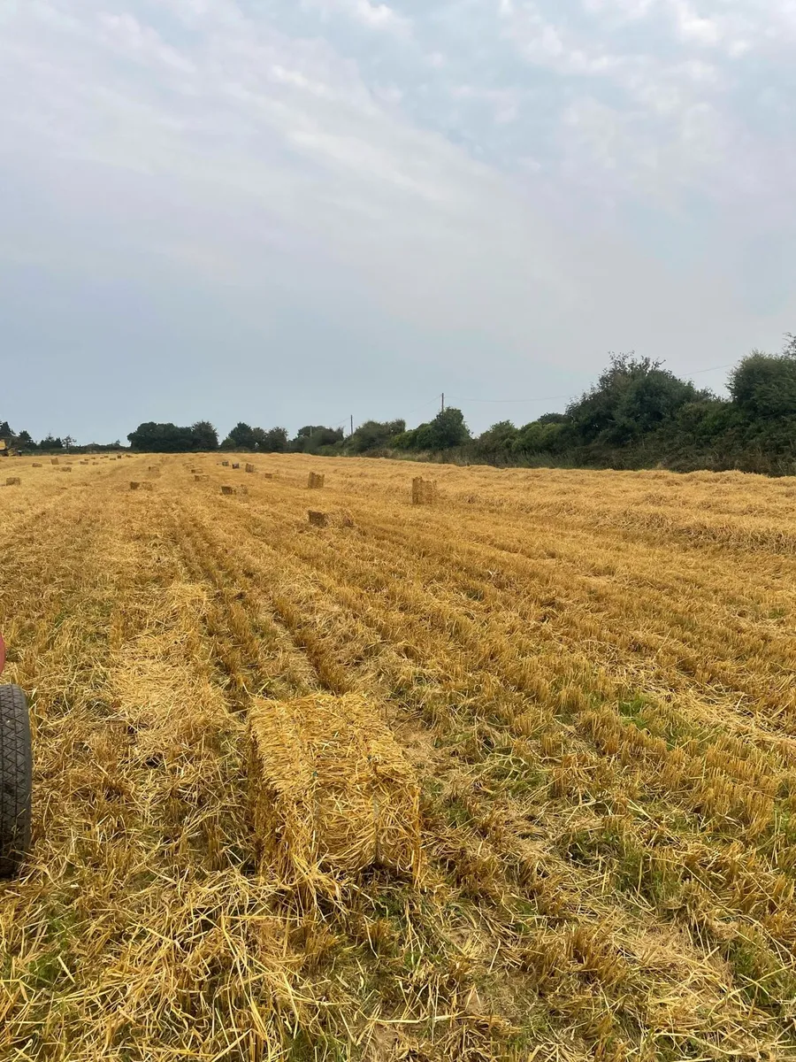 Small Square Bales of Barley Straw - Image 1