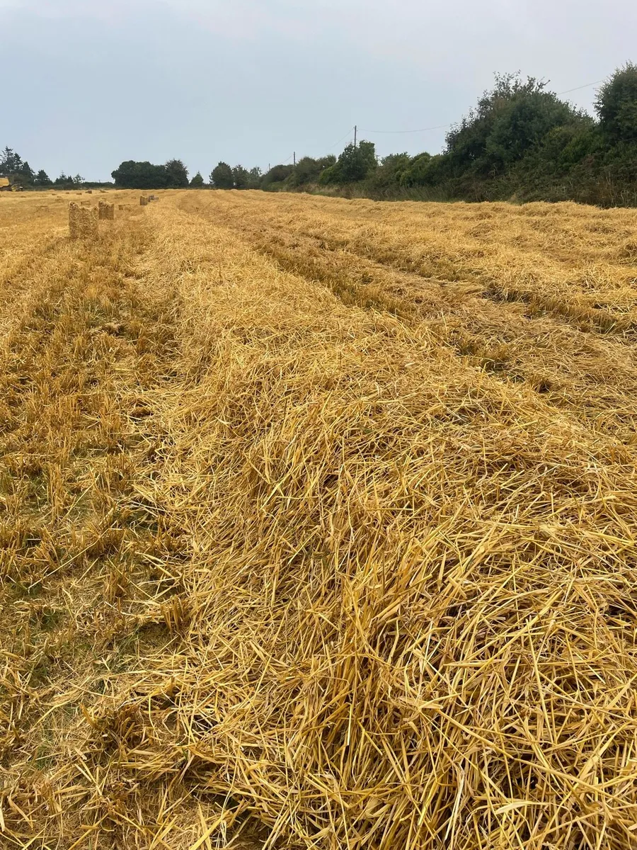 Small Square Bales of Barley Straw - Image 2