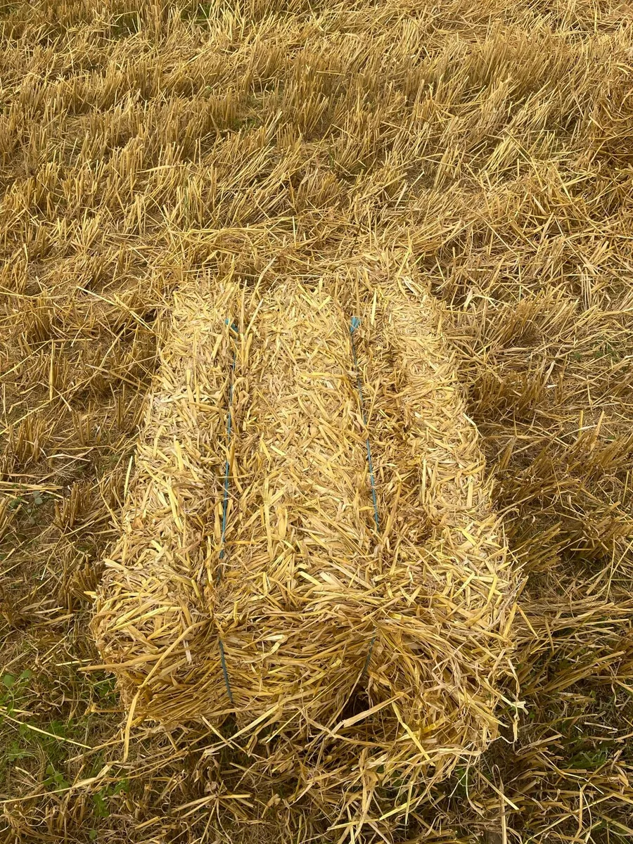 Small Square Bales of Barley Straw - Image 3