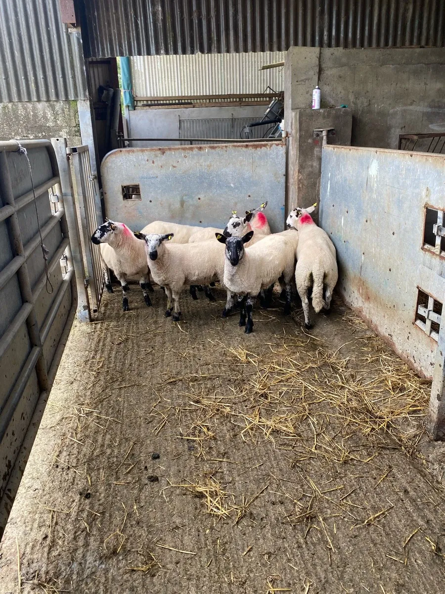 Super ewe lambs - Image 1