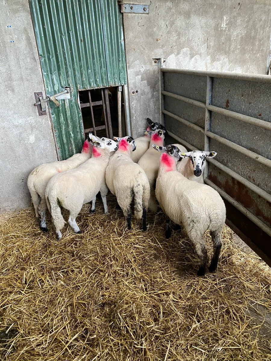 Super ewe lambs - Image 2
