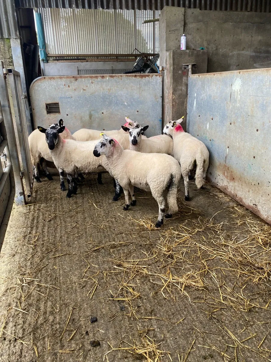 Super ewe lambs - Image 3
