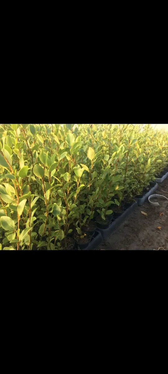 Griselinia Hedging