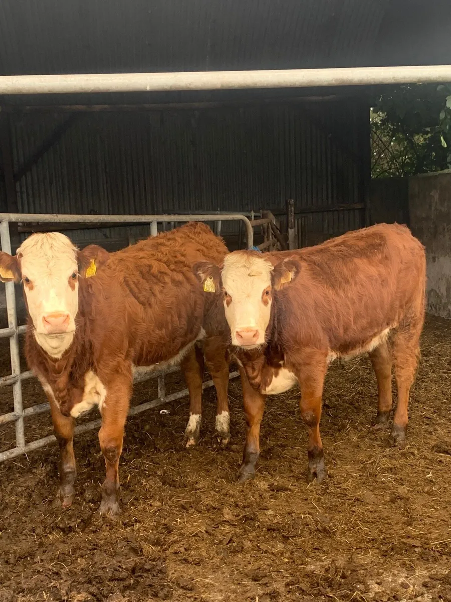 2 super 4⭐️  Genotyped LMX Breeding heifers - Image 4