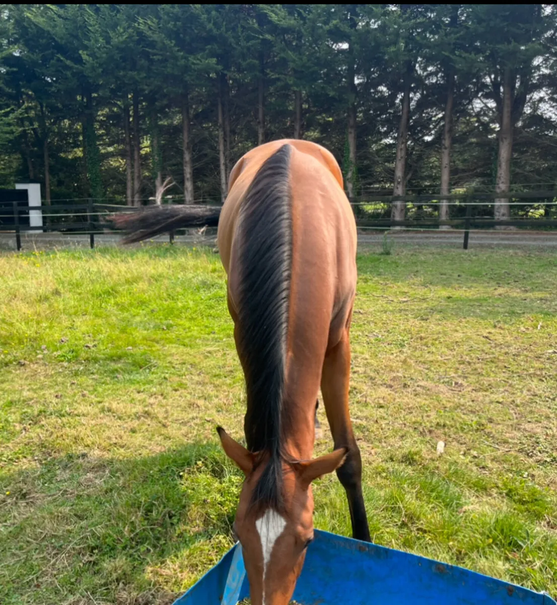 Horse - Image 3