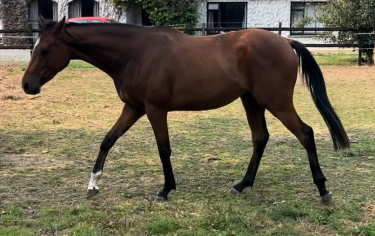 Horse - Image 2