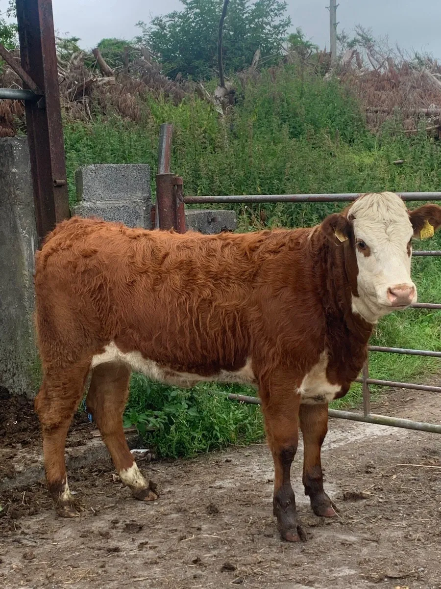 2 super 4⭐️  Genotyped LMX Breeding heifers - Image 2